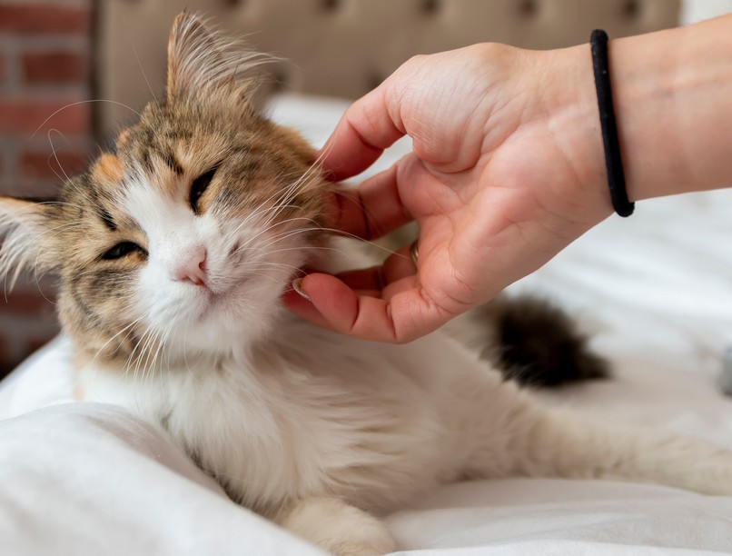 macska cica jól érzi magát jel