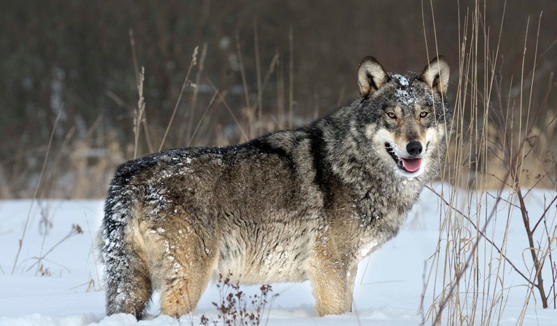Ezért váltak ellenállóvá a rákkal szemben a csernobili farkasok!
