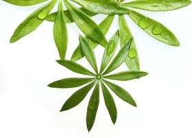 Ludas Matyi gyógynövény-ajánlata