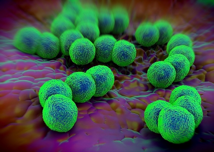 A gonorrhoea (tripper, kankó) a húgycsőgyulladás tipikus kórokozója. Férfiaknál általában gennyes húgycsőfolyást, nőknél a méhszájból kiinduló gennyes, máskor vízszerű, nyákos folyást eredményez. 