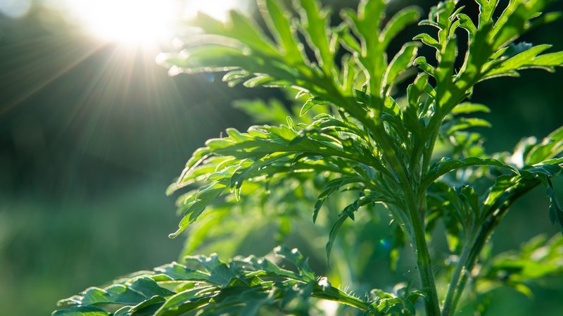 Nem csak légúti tünetei lehetnek a parlagfű allergiának! Erre figyeljen oda