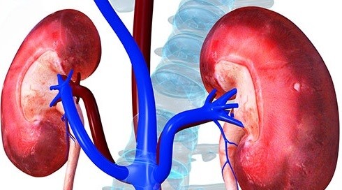 Nyolc aranyszabály vesénk védelmében