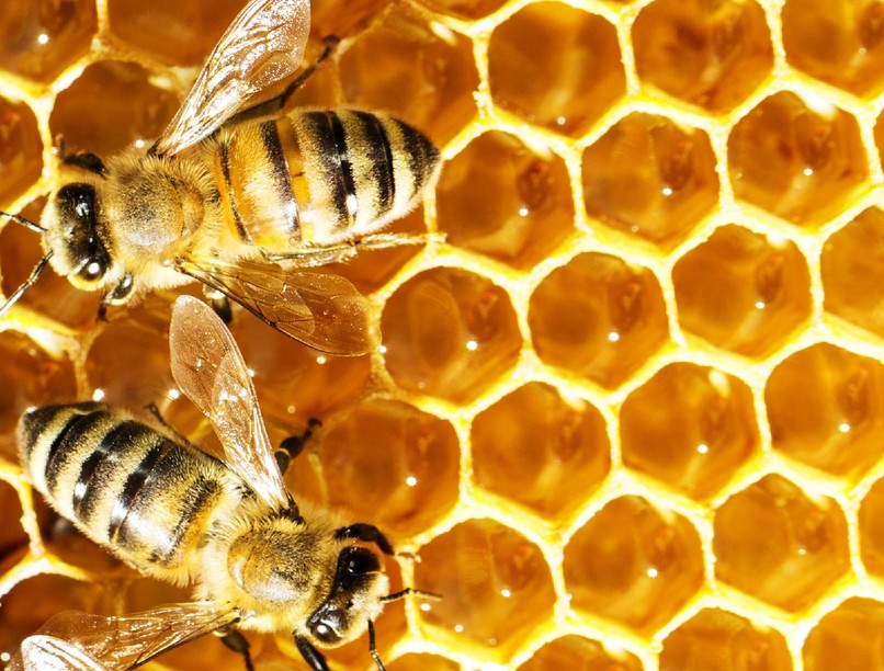 méhek, méz, fullánk  gyógyítás