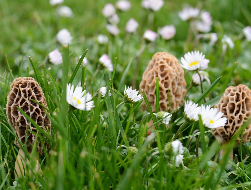 gomba mérgező kucsmagomba csapadék táplálkozás