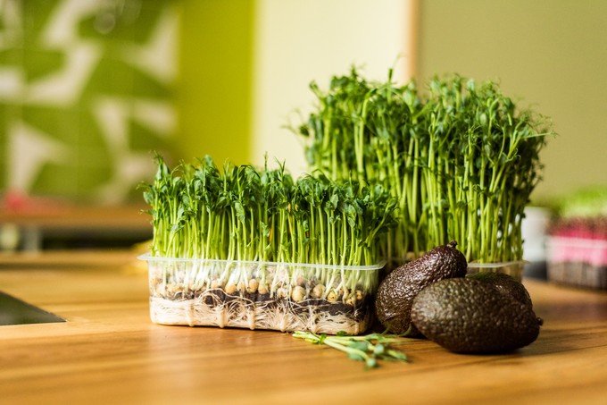 Ilyen betegségektől védi meg a szervezetet a fitovegyületek 10 fős elitcsapata című cikk nyitóképe