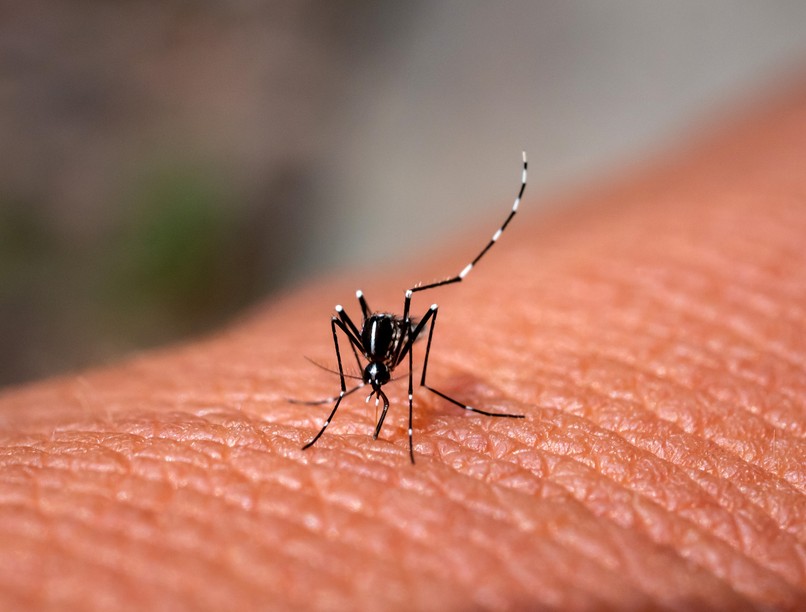 ázsiai tigrisszúnyog csípés viszketés fertőzés jele  Zika-vírus sárgaláz Dengue tünete