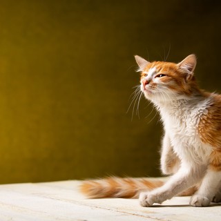 Vajon el lehet kapni a rühességet a macskáktól? című cikk nyitóképe