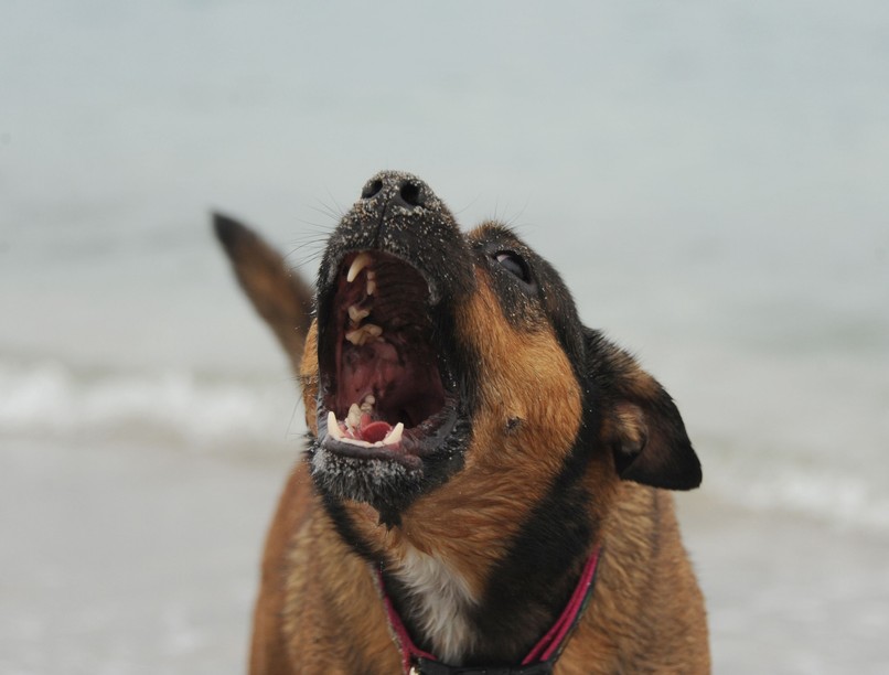 veszettség tudnivaló jel kutya harapás fertőzés