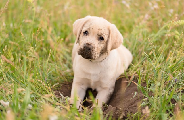 Miért ás mindig a kutyám a kertben? Nem azért, hogy bosszantson minket!