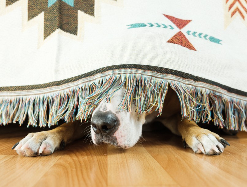 Ami nekünk ünnep, az a kutyáknak borzalom! Így óvhatja meg rettegő kiskedvenceit a hanghatásoktól