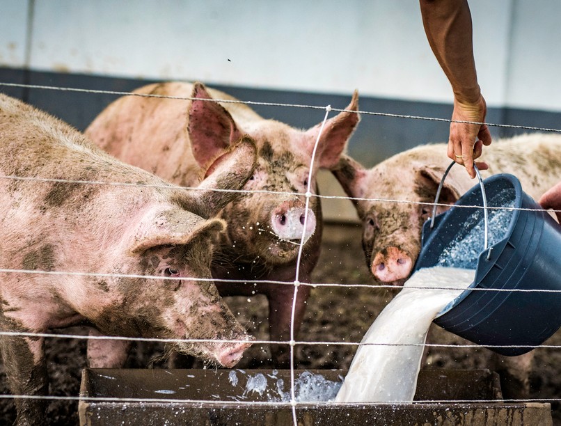 malac, disznó, moslék, Európai Unió