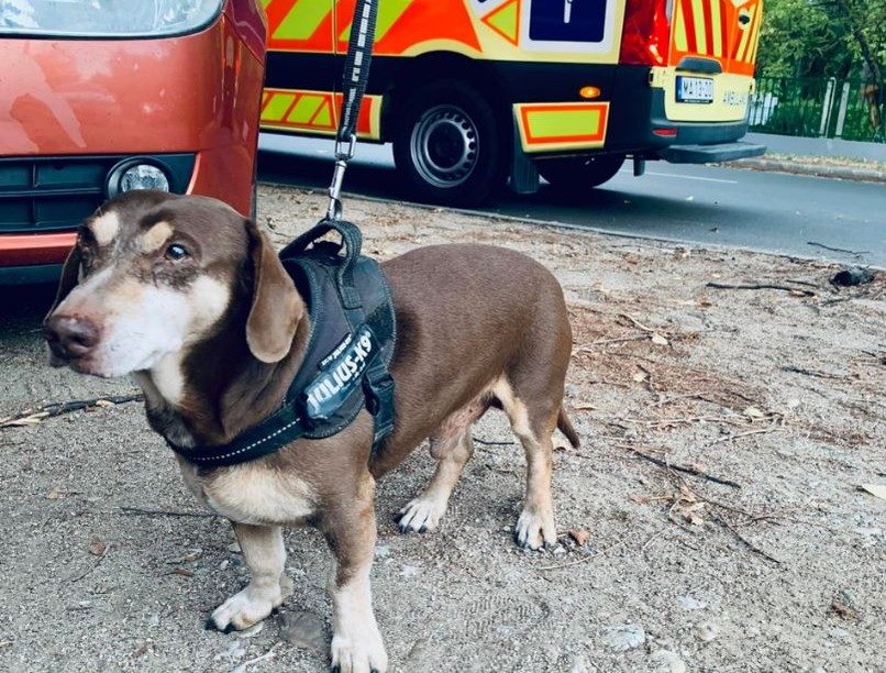 kutya, mentők, sürgősségi, mentő