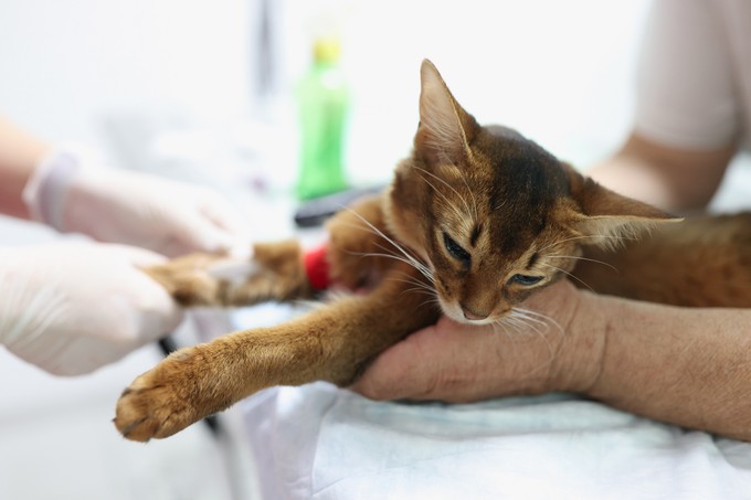 Súlyos következményekkel járhat, ha ezt a vitamint túladagolja macskájánál! című cikk nyitóképe