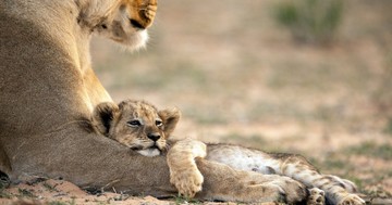  Eddig azt hitte, pacsirta típus? Pedig lehet, hogy oroszlán – így derítheti ki! 