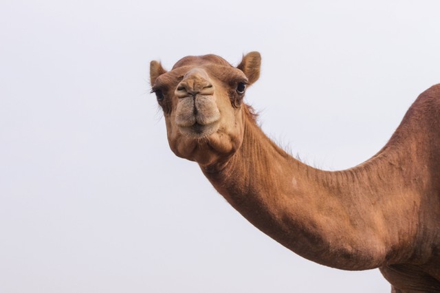 Tehéntej helyett tevetej? Ez lehet a tejtermékek jövője?