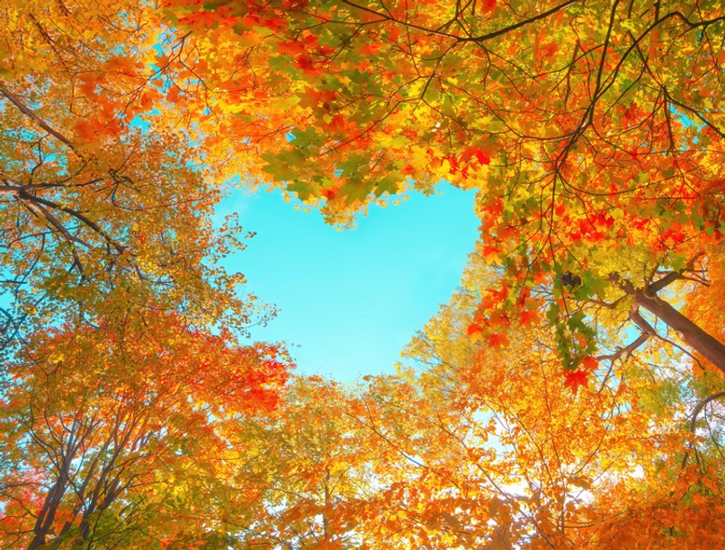 orvosmeteorológia, szív- és érrendszer, pollenjelentés, parlagfű