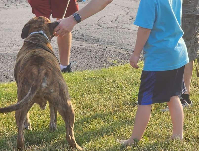 kutya rák limfóma daganatos betegség
