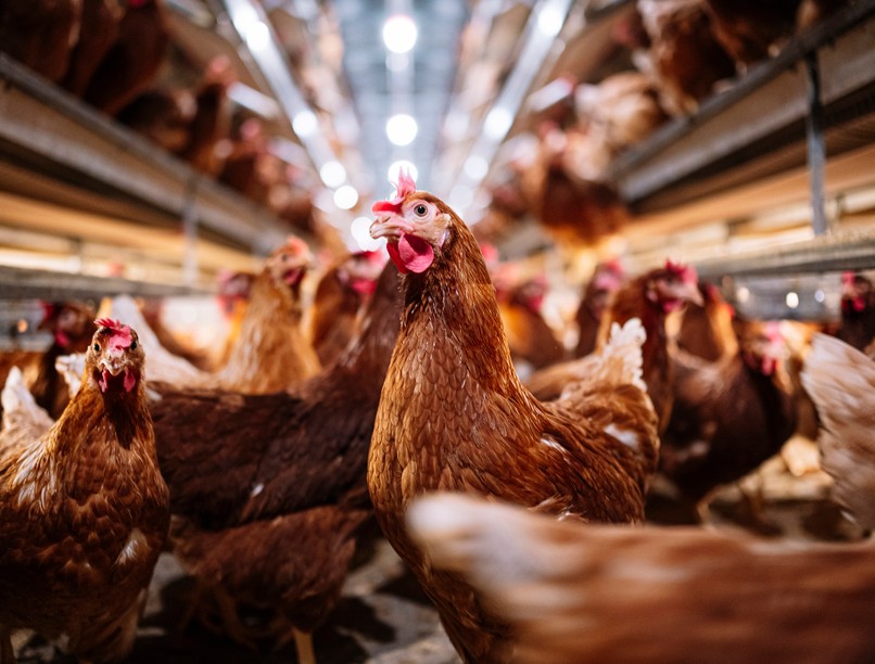 antimikrobiális rezisztencia, AMR, népbetegség, házityúk