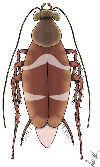 A Perspicuus csincsii rekonstrukciója (Szabó Márton alkotása)