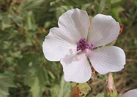 Gyógynövények - a fehér mályva