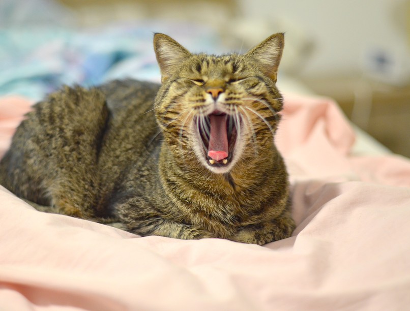 macska, cica, tüsszentés, vakcinainfó az orvos válaszol