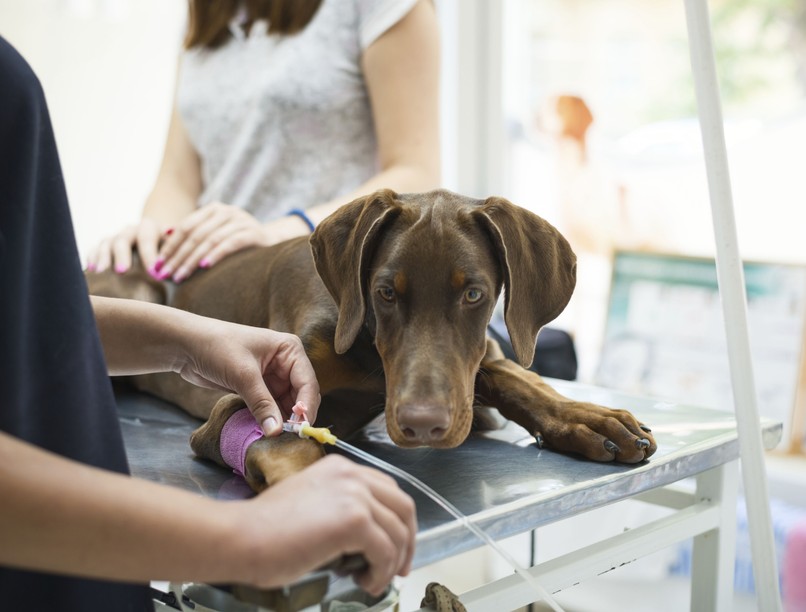 xilit mérgezés kutya macska nyírfacukor hányás görcs májkárosodás
