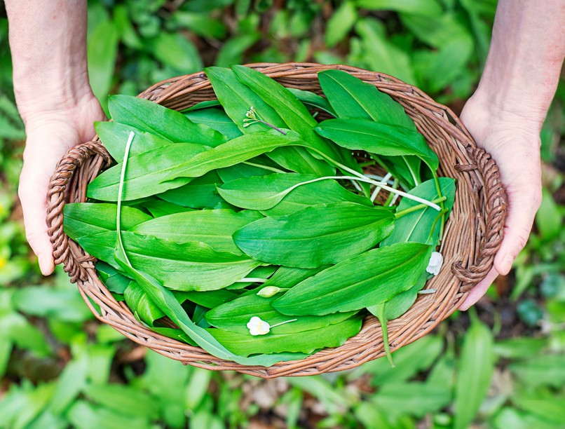 medvehagyma szezon hatása 