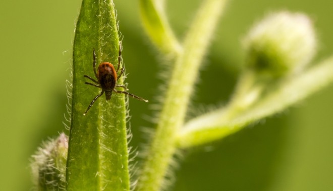 Hazánkban a legtöbb kullancs a nyugat-magyarországi területeken fordul elő.
