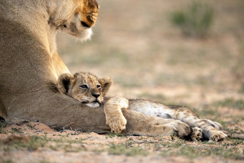 Eddig azt hitte, pacsirta típus? Pedig lehet, hogy oroszlán – így derítheti ki!