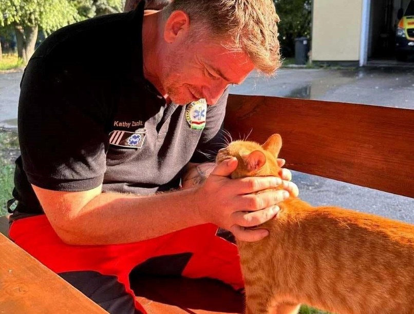 mentő guszti macska