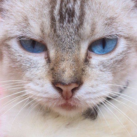 Lepisilt szőnyeg, éles karmok: tényleg bosszút állnak a cicák, vagy csak félreértjük őket? című cikk nyitóképe
