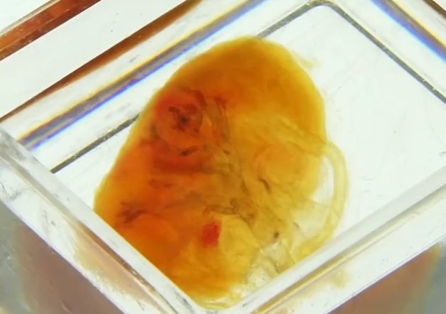 Egy átlátszó szív.