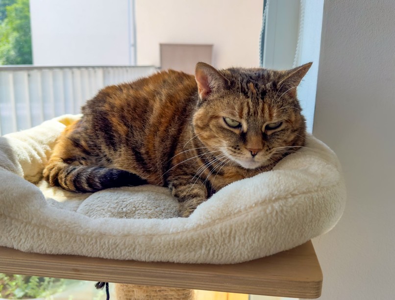 idős macska demencia kutatás