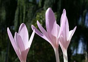 Őszi kikerics: új rákgyógyszer lehetősége?