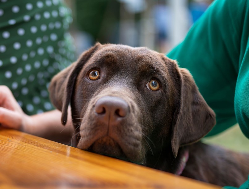 melyik kutya legjobb karrier mellett