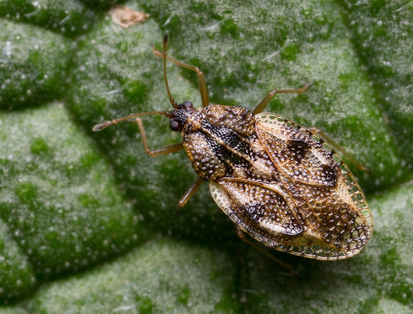 poloska rovarirtás csipkéspoloska élősködők rovarok