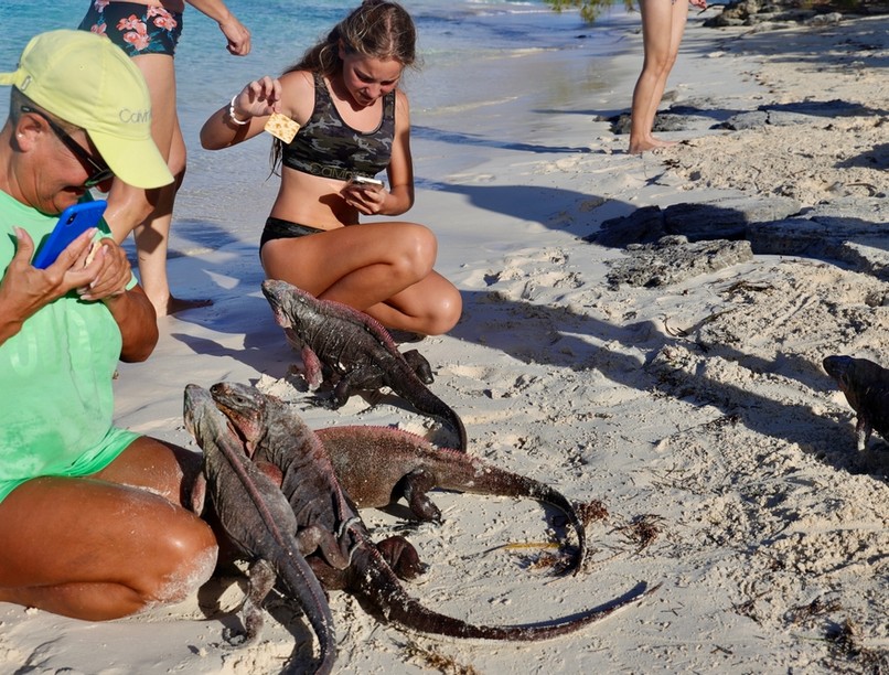 szőlő, leguán, etetés, Bahama