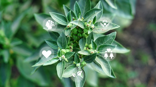 Mire jó az ashwagandha? Tényleg segítenek a jobb alvásban az ajurvédikus szerek?