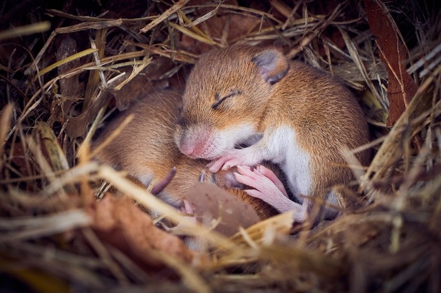 Fáradt, mégsem fekszik le aludni? Tanuljon az egerektől!