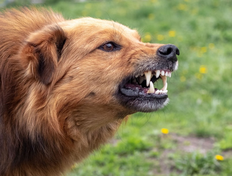 színes agresszív kutya mit kell tenni harapás