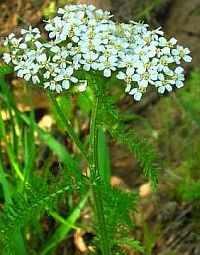 A cickafarkfű jótékony hatásairól