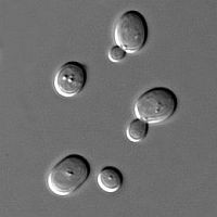 Az élesztőgombák titka: út a hosszú élethez...?