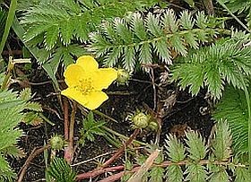 Gyógynövények - a libapimpó