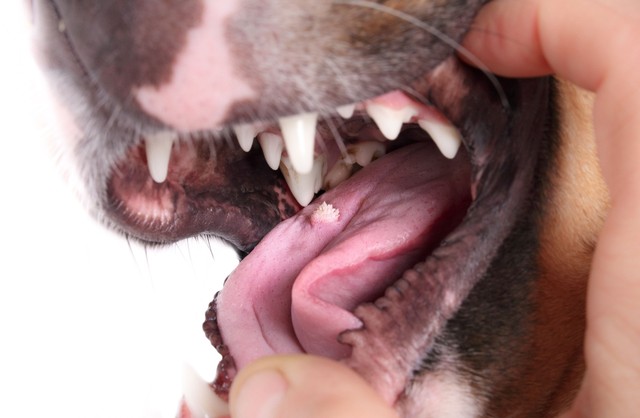 Szemölcsök a kutya szájában? Ez a betegség is okozhatja