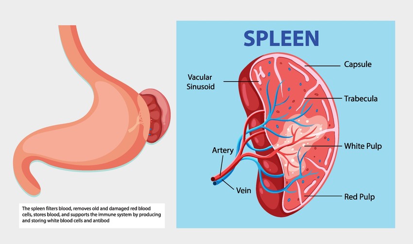 A lép gyógyulása azért különösen nehéz a szervezet számára, mert: érzékeny, erősen vérellátott szerv, egyszerre több létfontosságú funkciót lát el, nincs valódi „tartaléka”, rejtetten betegszik meg és hosszú és összetett a regenerációs folyamata.