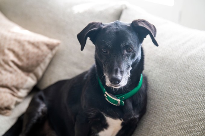 Sokan elkövetik ezt a hibát, pedig a kutyája élete múlhat rajta című cikk nyitóképe