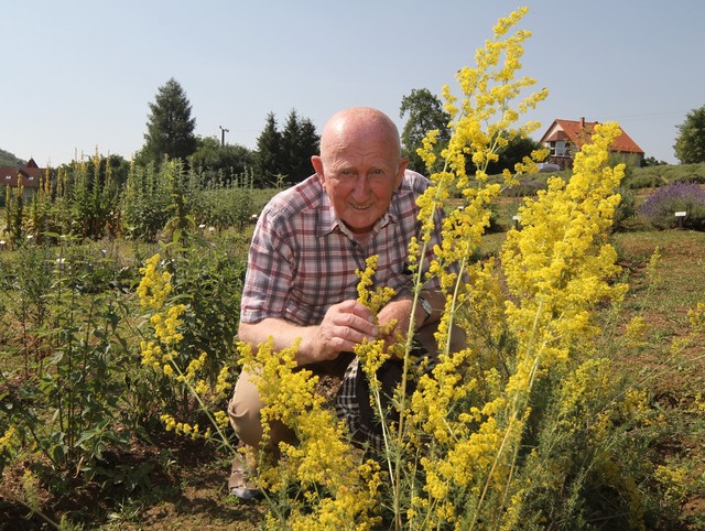 Szabó Gyuri bácsi: ezek az ősz legfontosabb gyógynövényei