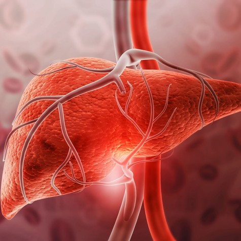 Mennyi idő alatt regenerálódik a máj? A válasz meglepőbb, mint gondolná című cikk nyitóképe