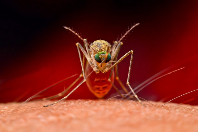 Újabb vírus a láthatáron: szúnyogok terjesztik és agyvelőgyulladást okoz