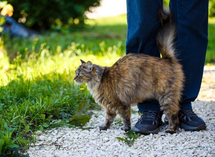 A „macskamágnes” jelenség: Miért pont azokhoz vonzódnak a cicák, akik nem szeretik őket? című cikk nyitóképe